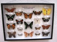 Ukážka rôznych druhov motýľov (Ekvádor)